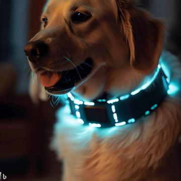 Bark Collars Yes or No: Understanding Canine Communication & Alternatives - Lazy Pro