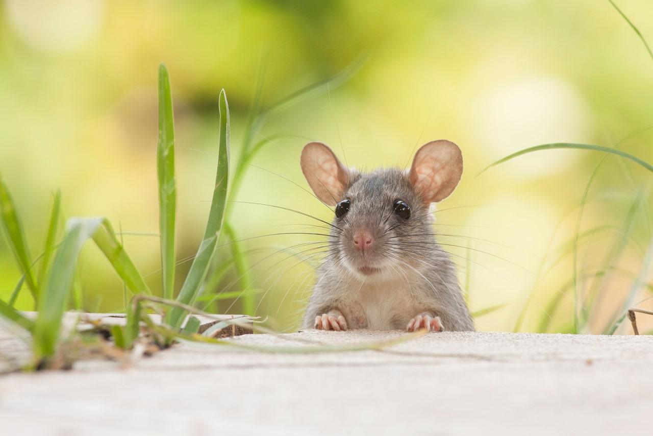 How to choose pest repellent? - Lazy Pro