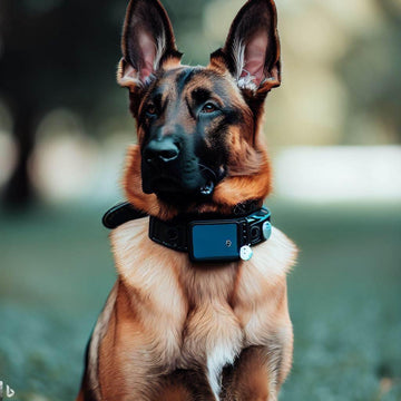Shock Collar Off Leash K9 Training: Building Trust and Reliability - Lazy Pro
