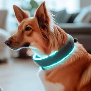 Shock Collars for Dogs: How Do They Work? Exploring Training Methods - Lazy Pro